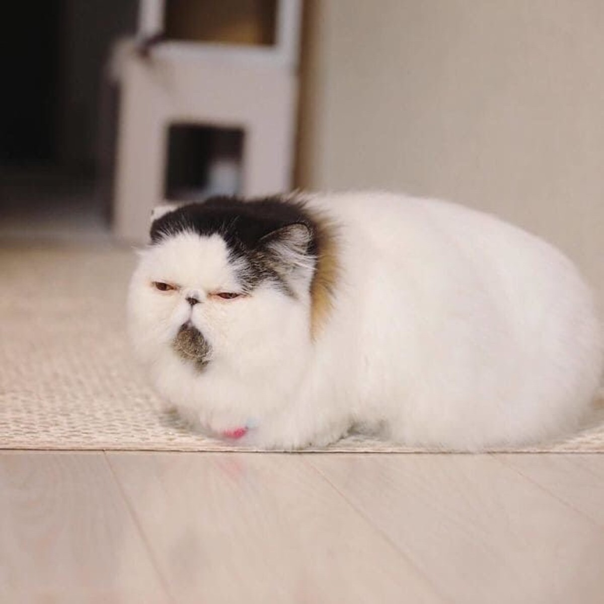 Японский кот зуу